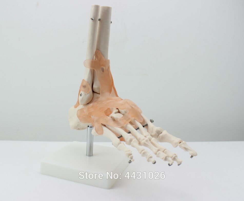 ENOVO Een anatomisch model van de menselijke voet gezamenlijke van de menselijke voet joint