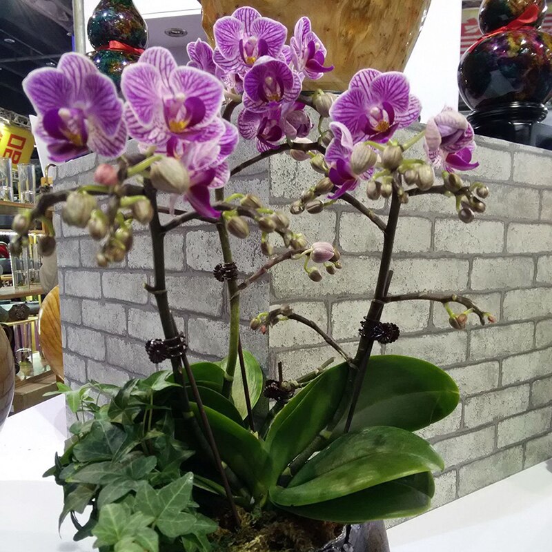 20pc plast haven haven klip speciel klip til phalaenopsis graft klip plante vinstok klip orkidé stilk vinstok støtte bundt havearbejde værktøj