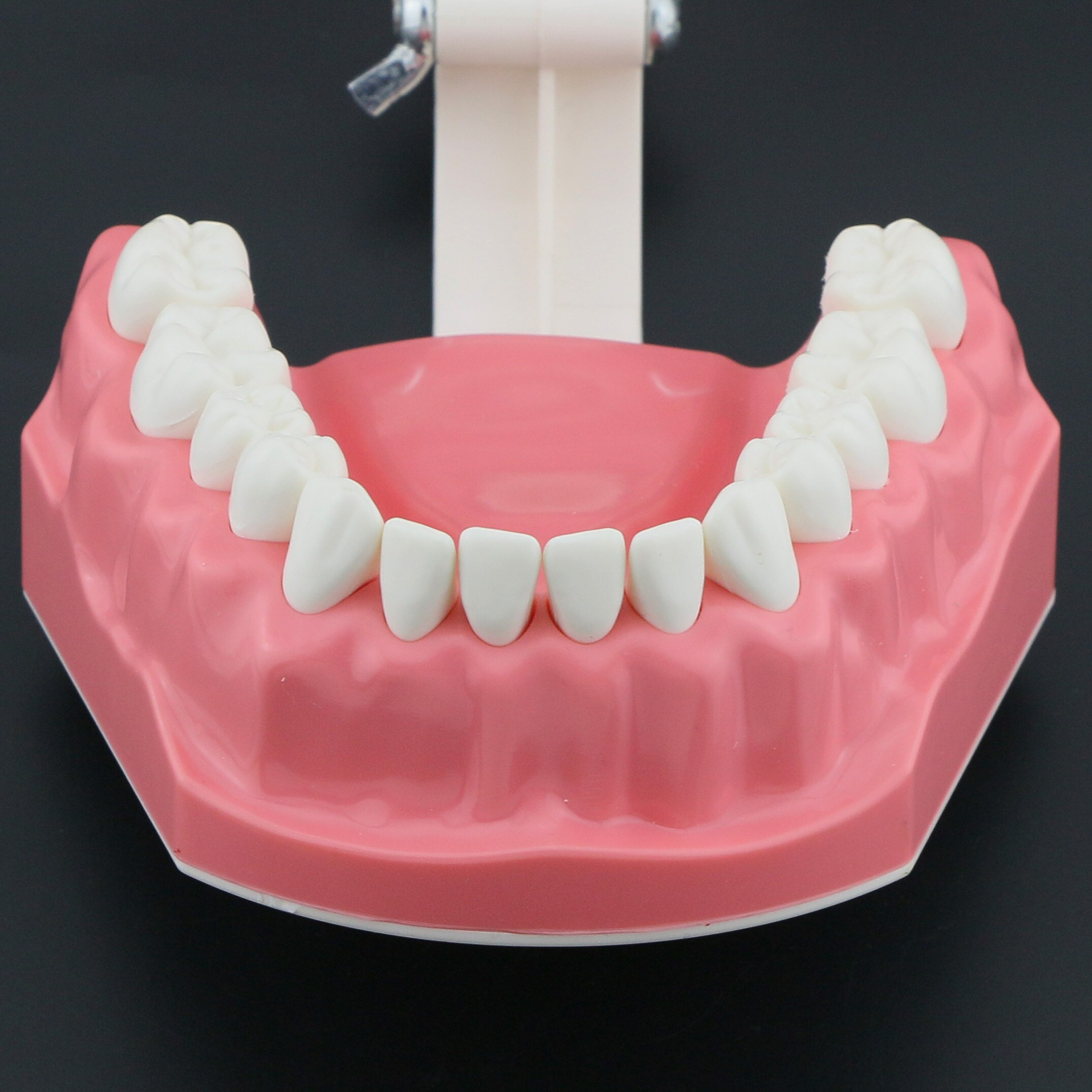 Dental Model Brushing Flossing Practice Teeth Typodonts Model Teaching Studying M7010