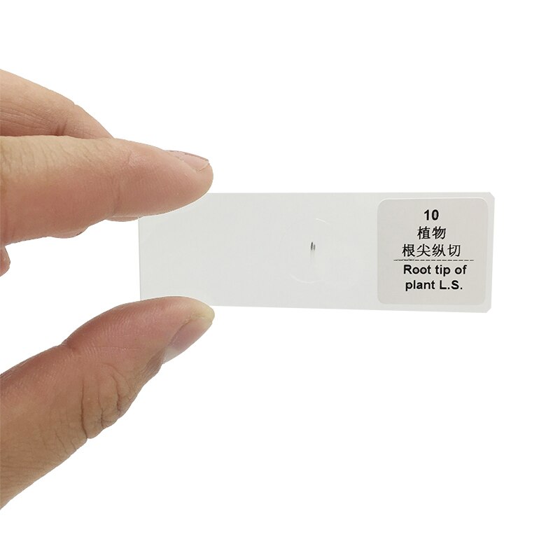 10PCS Prepared Glass Microscope Slides Biological Specimen for Biological Microscope Science Education Teaching