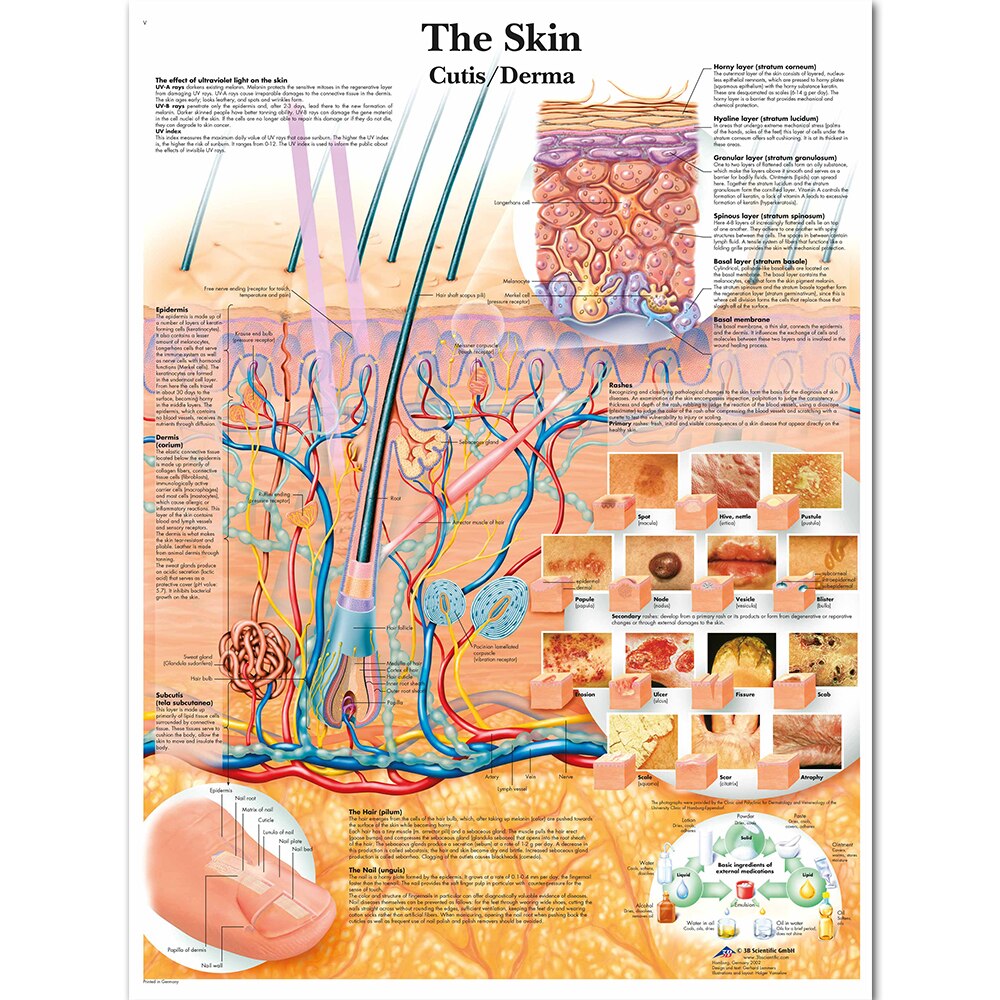 Anatomia rozcięcie skóry anatomiczne wykresy plakaty laminowany druk na płótnie zdjęcia do edukacji medycznej lekarz Home Decor: 21x30cm  Framed
