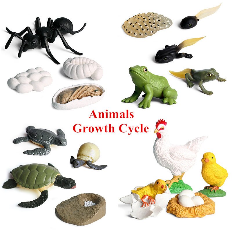 Animals Growth Cycle Life Model Set Frog Ant Mosquito Sea Turtle Simulation Model Action Figures Teaching Material For Kids