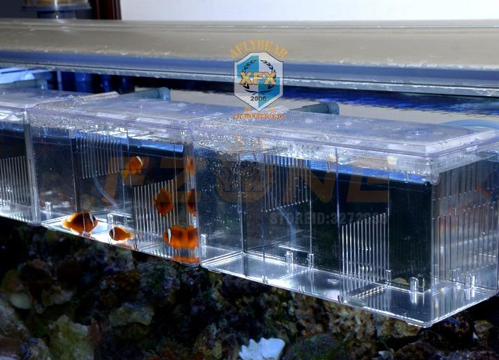Boîte d'élevage d'aquarium, petit poisson Transparent, boîte suspendue d'isolation