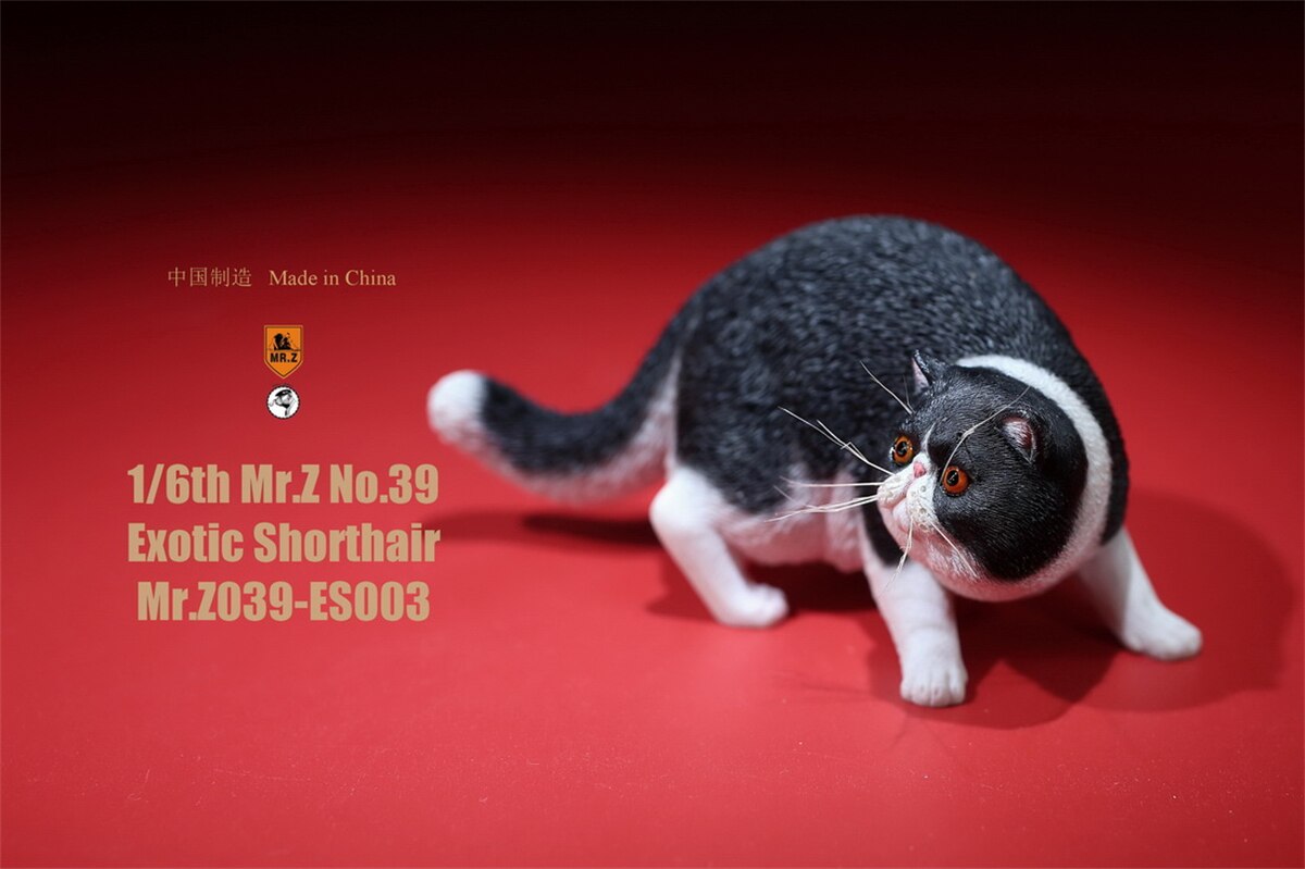 Mr.Z Studio 1:6 Exotic Shorthair Cute Cat Pet Animal Model Collector Toys Kitten Small Accessories Decoration simulation