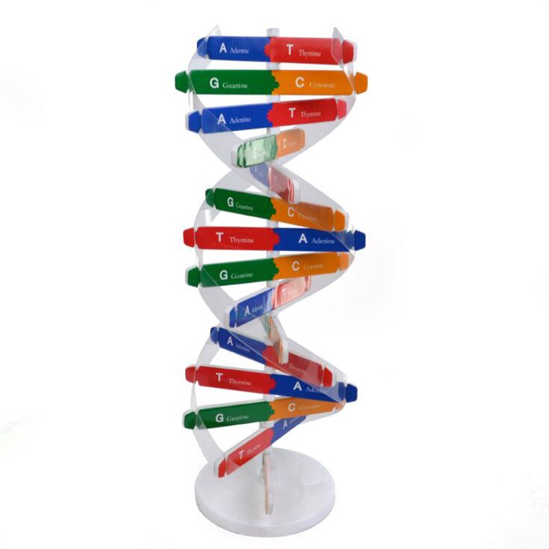 Best DIY Human Genes DNA Models Double Helix Science Popularization Teaching Aids Science Tools Learning Education Toy