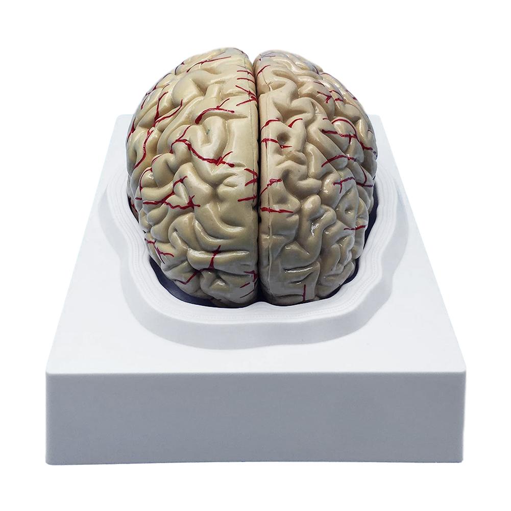 Human Brain Model Accurate Brain Anatomy Props For Science Classroom Study Display Teaching Toys For Children