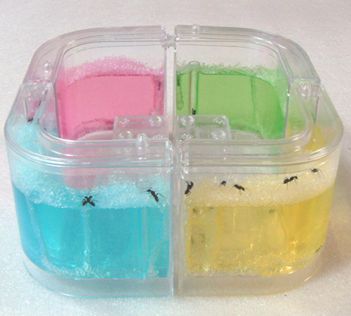 Authentic Ant farm Birthday pet villa Home queen ants workshop from mail Ant farm