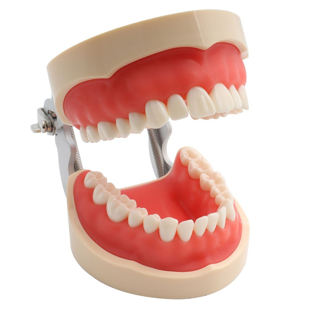Dental Model Teeth Model Dental Teaching Model Standard Model with 32 Screw-in Teeths Demonstration Soft Hard Gum 28 24 Teeth