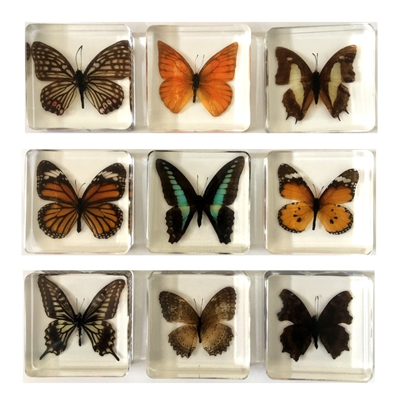 Animal Specimen Onderwijs Kinderen Speelgoed Dier Vlinder Hars Specimen Amber Goederen Van Voor Display Eerder Dan Voor Dragonfly