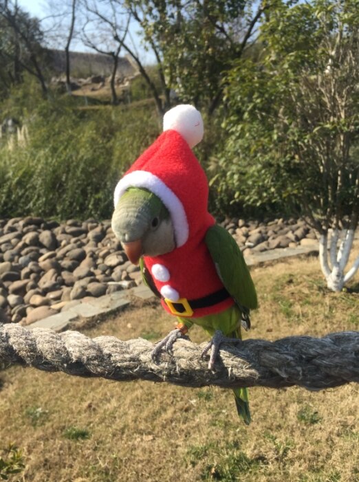 Ropa de abrigo para loros, suministros de aves, suministros de calefacción gruesa, traje volador de bolsillo, traje de una pieza, Otoño e Invierno: Verde