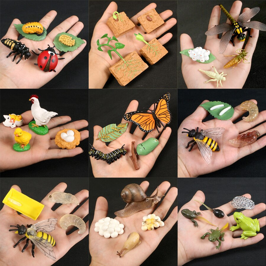 Butterfly Growth Cycle Bee Ladybug Spider Life Cycle Models Simulation Animal Model Action Figures Teaching Material For Kid