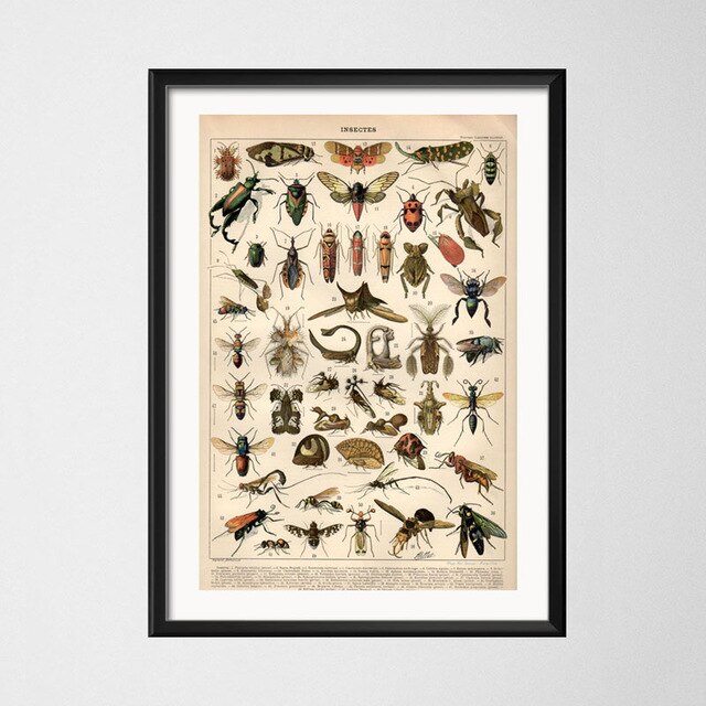 Vintage style toile peinture affiche insecte spécimen peinture de décoration Kraft papier affiche pas de cadre