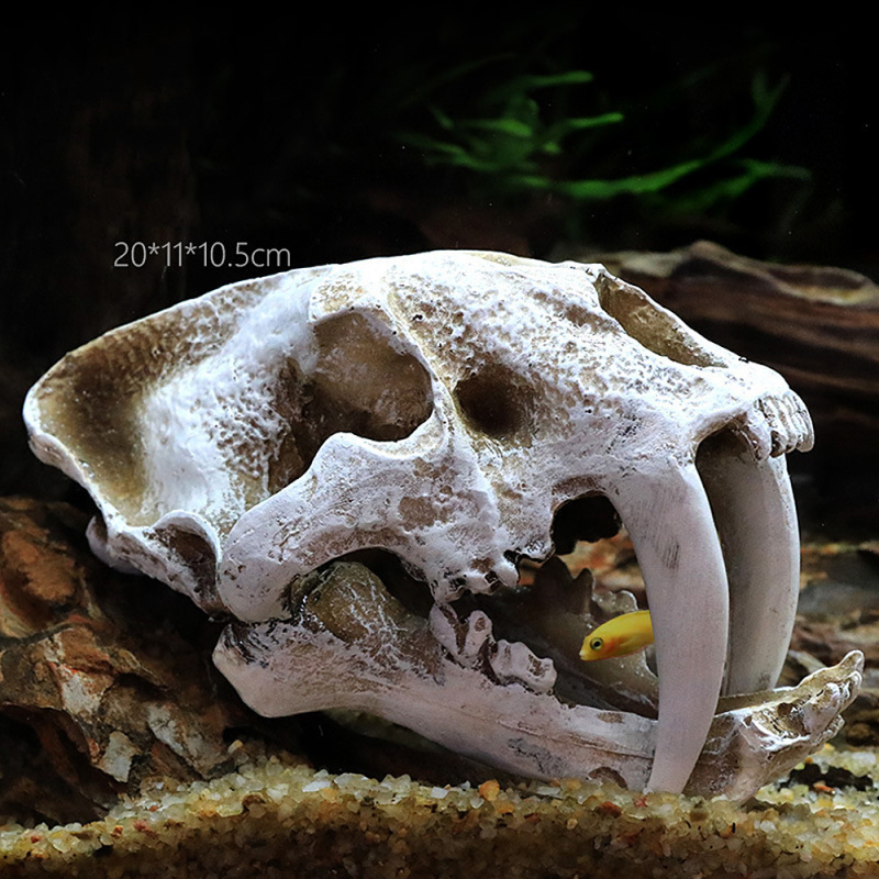 Triceratops Schedel Model, Hars Dinosaurus
