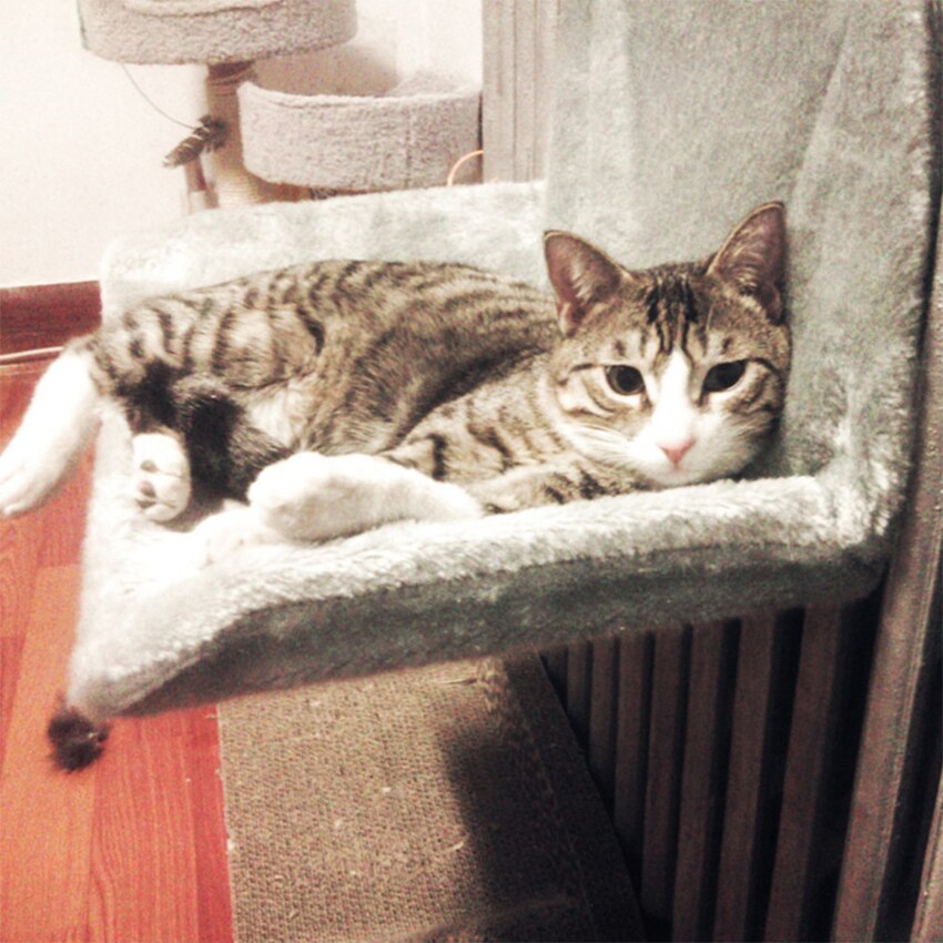 Katte hængekøje kæledyr vinter luksus radiator håndende seng aftageligt vindue kat radiator lounge hængekøje kitty soveseng til katte