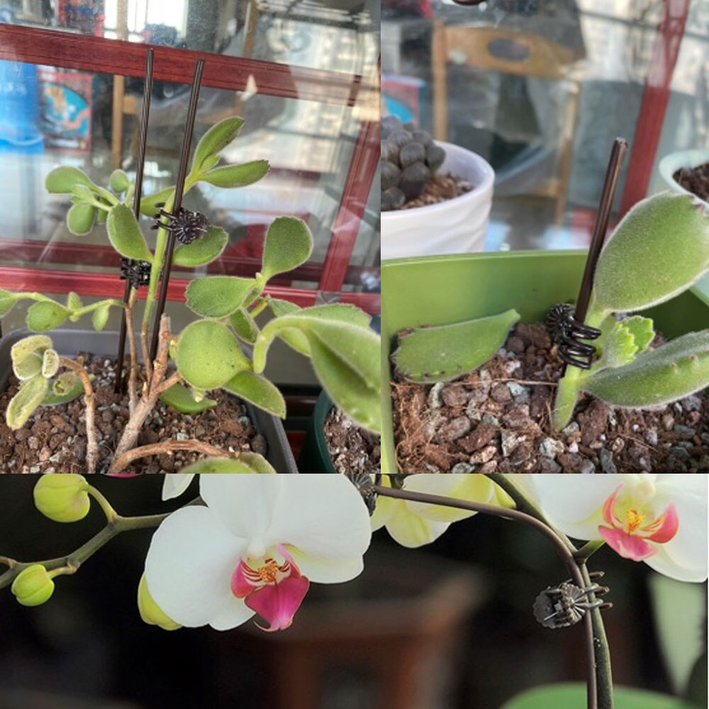 100 stykker plast orkidé klip planter støtte klip have tomat trellis klip phalaenopsis klip blomst veggie vin/stængel klips