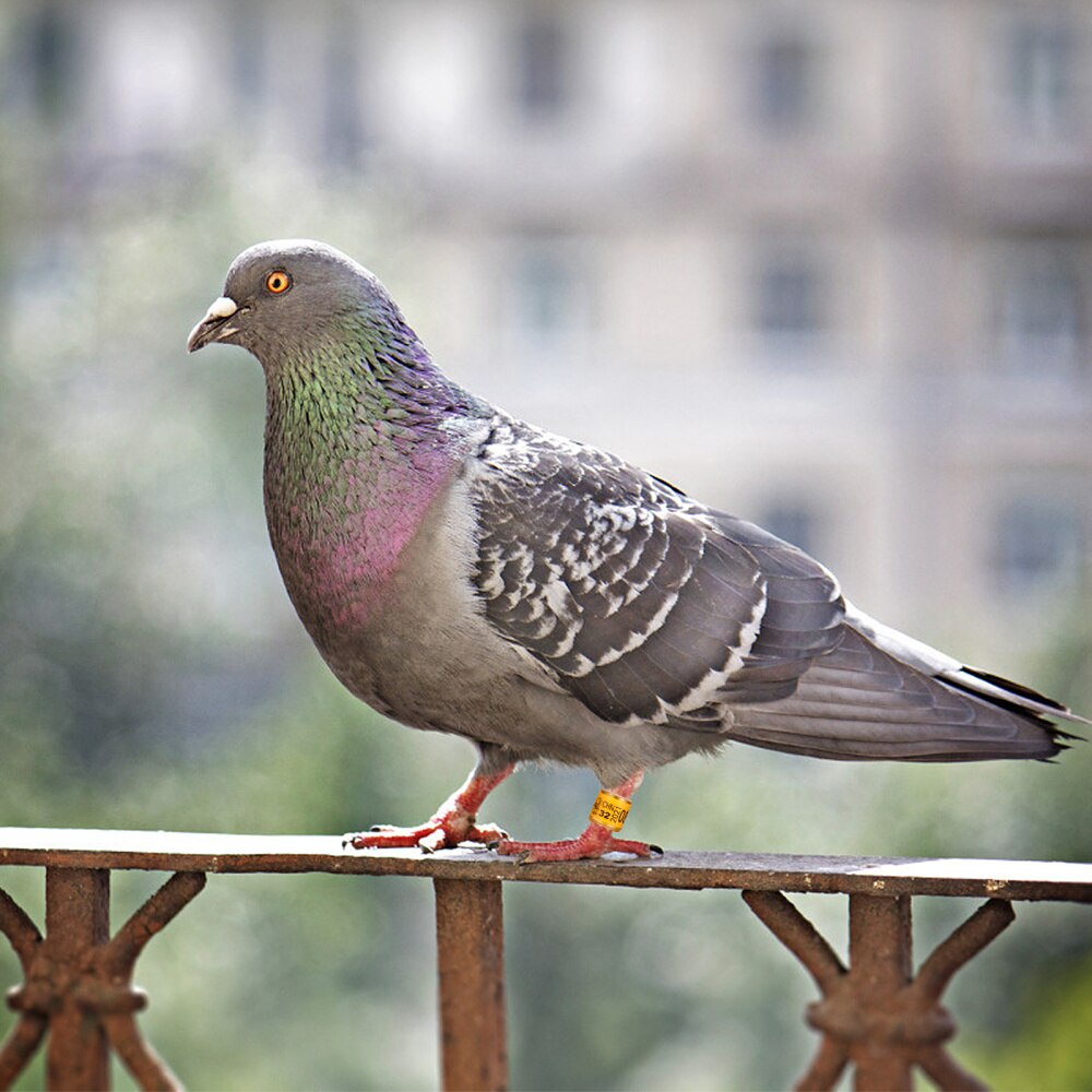 100pcs Numbered Pigeon Leg Rings Bird Identification Bands Poultry Leg Band