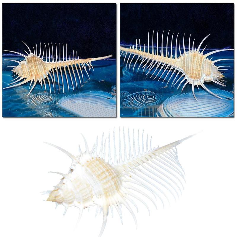 13-15cm venus murex schelpen voor aquarium landschapsarchitectuur schelp ornamenten rots schelp specimen huishoudelijke decoratie
