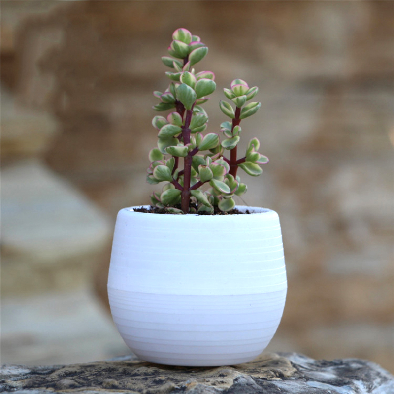 Plateaux de Pot de pépinière colorés créatifs Mini plantes en Pot Pots de fleurs jardinières pour plantes succulentes bureau à domicile Pots de fleurs de bureau: WHITE