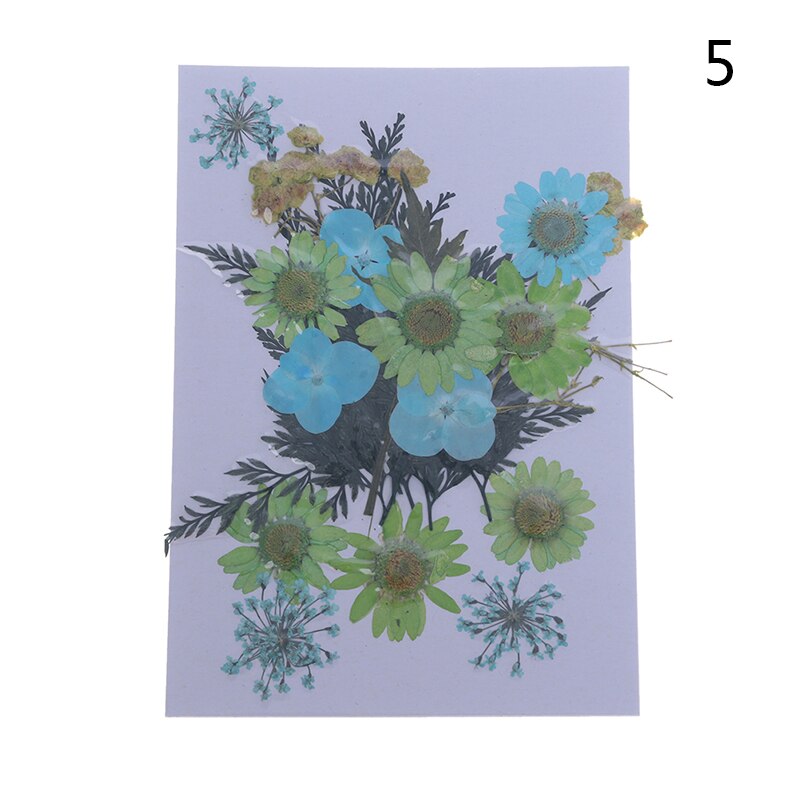 Dried Flowers specimen Pressed Scrapbook Bookmark Card DIY Art Craft Decor: 5