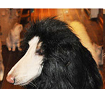 Perruque/oreilles pour grand chien | 4 couleurs, Costume pour animaux domestiques, crinière de Lion, déguisement d'halloween: 2