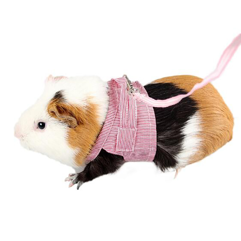Sangle de poitrine d&#39;extérieur pour petit animal de compagnie, corde de Traction, vêtements en laisse pour Chinchilla, cochon d&#39;inde néerlandais
