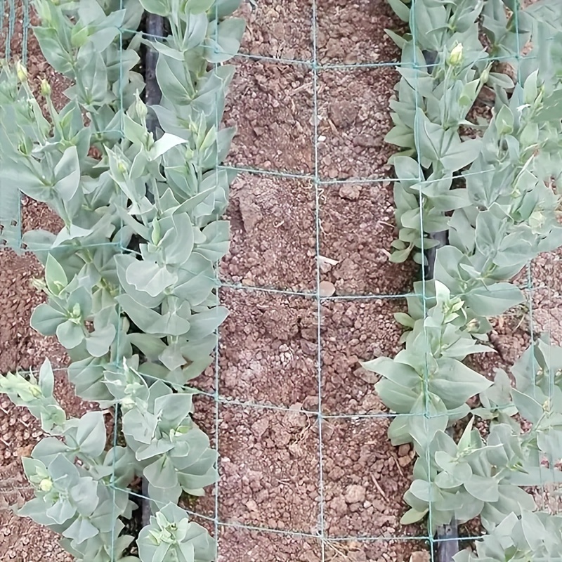 Pérgolas enrejadas para plantas, Red de cultivo de poliéster resistente, malla cuadrada para plantas trepadoras, 1 unidad