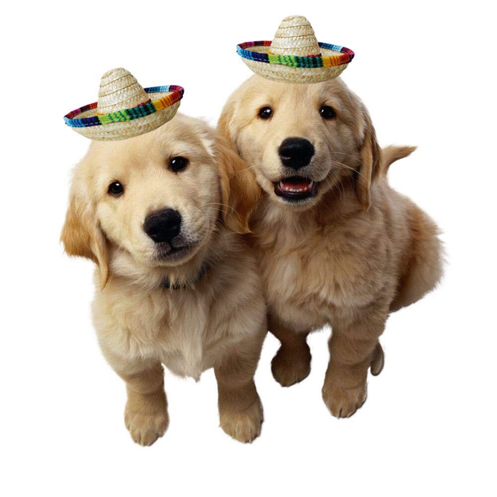 Verjaardag Decoratie Mexicaanse Stijl Duurzaam Speelgoed Milieuvriendelijke Hond Cap Desktop Kleurrijke Randen Mini Stro Hoeden Partij Accessoire