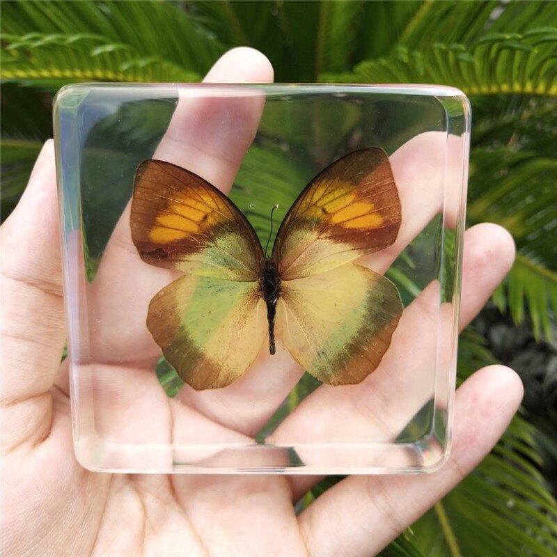 Animal Specimen Onderwijs Kinderen Speelgoed Dier Vlinder Hars Specimen Amber Goederen Van Voor Display Eerder Dan Voor Dragonfly: Wing Butterfly