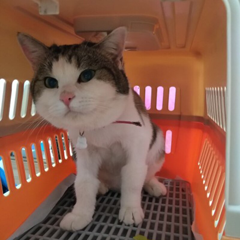 Caja de transporte de Gato de mascotas para hogar, caja de hombro de viaje al aire libre para gatos, casa de cachorros de compañía, perrera, bolsa de transporte de aire para mascotas, 6 colores