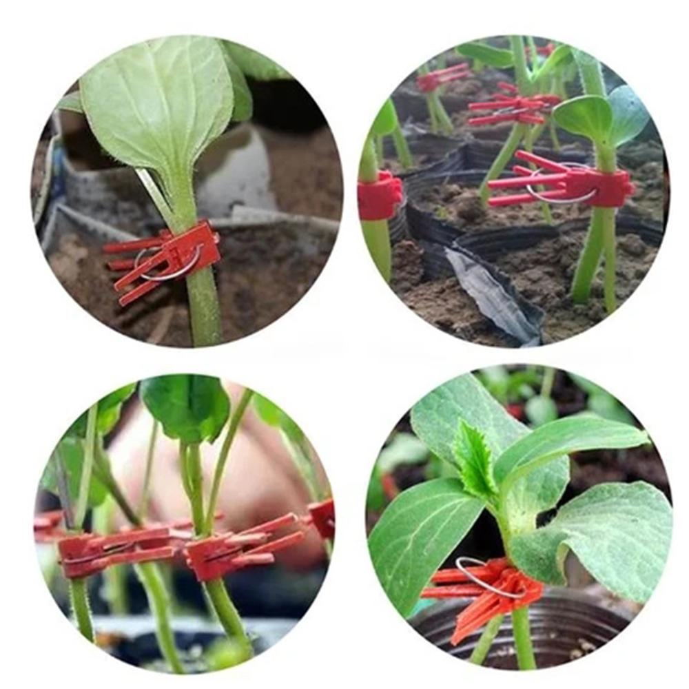 200pz Di Plastica innesto Innesto clip di Pianta Da Giardino Supporto per la Verdura Fiore di Pomodoro Steli aggiustare Crescere in Posizione Verticale Strumento Innesto