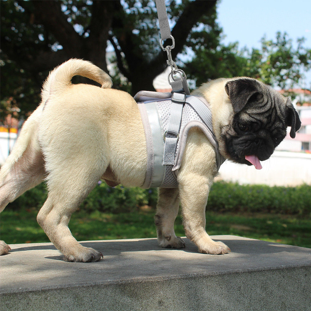 Hund Katze Walking Jacke Harness Leine Haustiere Welpen Kätzchen Kleidung Einstellbare Weste Reflektierende Walking Blei Leine Weste für Welpen