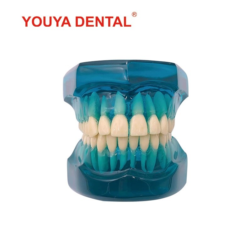 1:1 Resin Dental Model Teeth Teaching Model For Studying Dentist Transparent Standard Typodont Tooth Model Jaw Dentistry Product: blue TM-101
