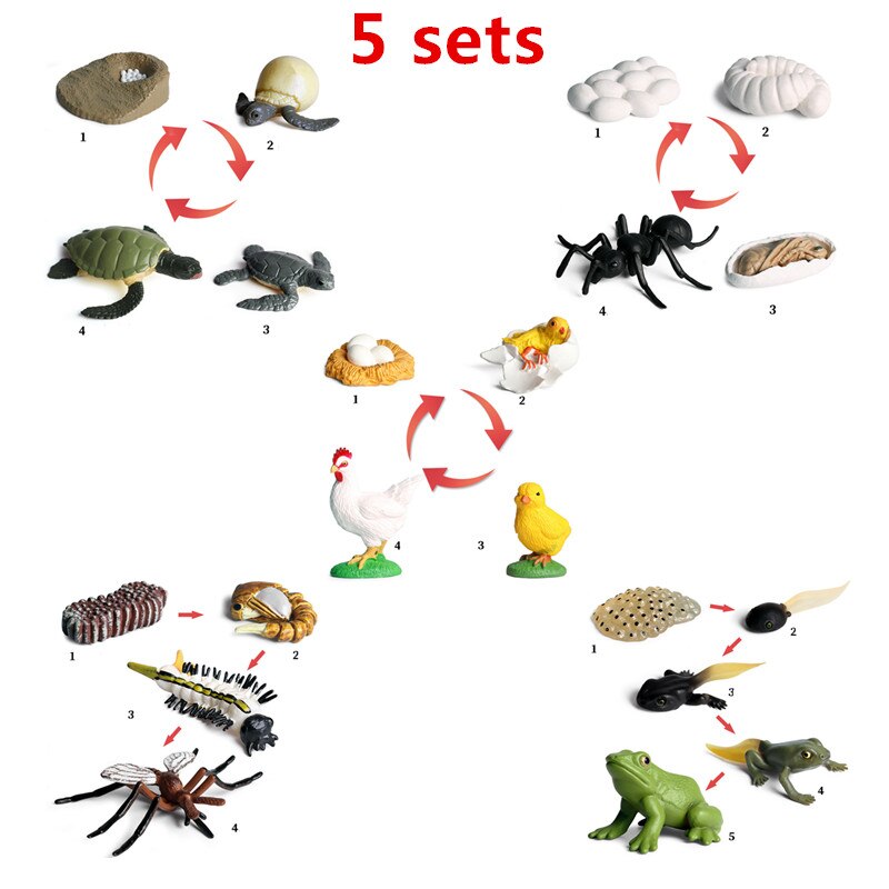 6 Sets Simulation Animal Life Cycle Growth Model Butterfly Frog Turtle Chick Ant Stencils Drawing Board Biology Teaching Tools: Multicolor