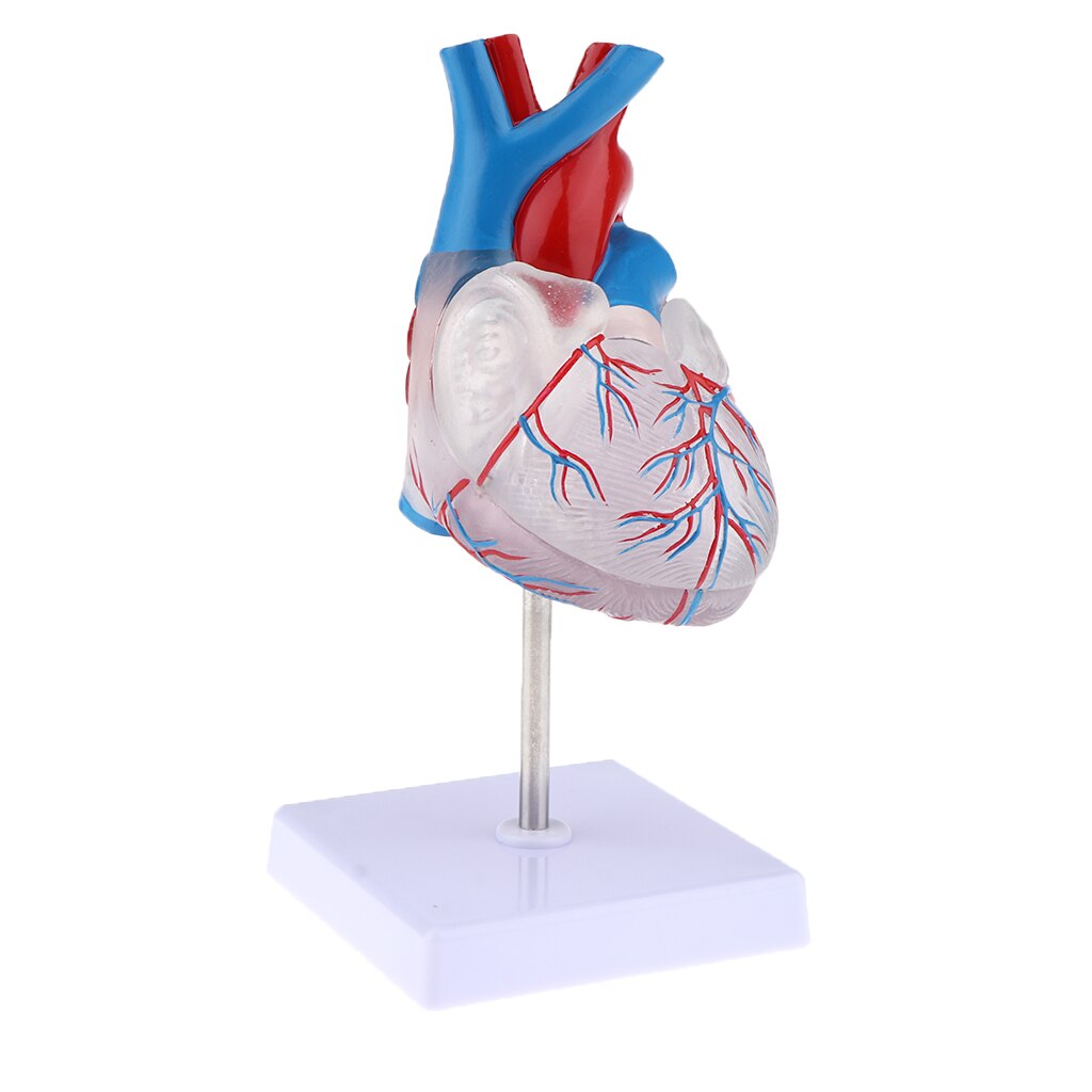 1:1 Menselijk Hart Model Met Stand Base, Transparante Hart Demonstratie Model, Medisch Onderwijs Model Gereedschap & Lab Supplies