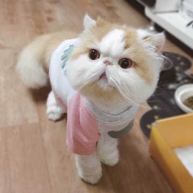 Cat Clothes Cotton Pet Cat Clothing for Small Cats Costume Kitten Outfit Winter Christmas Cats Clothing Mascotas Pet Dog Clothes