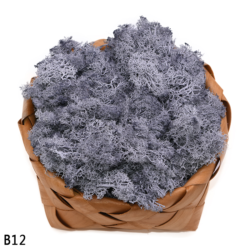 40g kunstige planter evigt liv mos mini have mikro landskab tilbehør boligindretning væg diy blomster materiale: B12