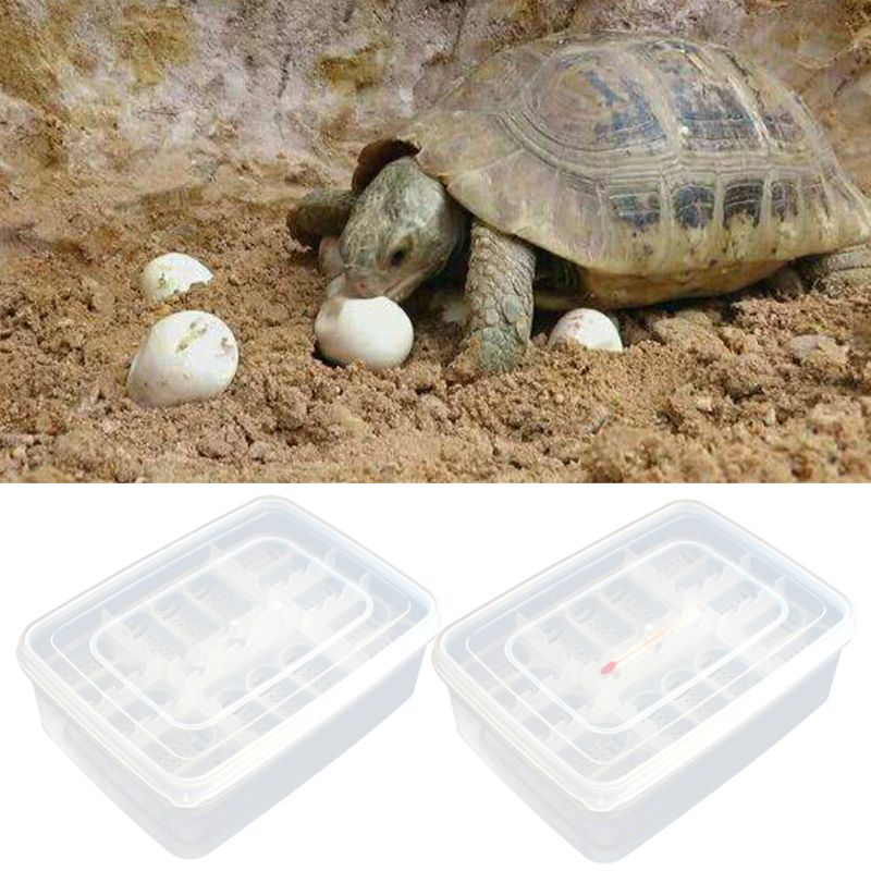 Bandeja de huevos de reptiles, máquina para incubar huevos de lagarto, caja de huevos Gecko, dispositivo de incubación dedicado, proveedor de incubadora de tortugas