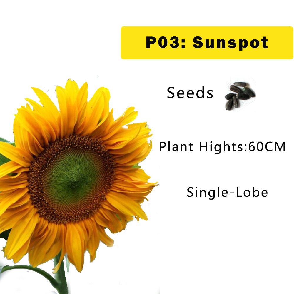 Zonnebloem Zaden Planten Bloemen Seedings Voor Tuin Zaaien Outdoor En Indoor Alle Seizoenen: P03 / 5g