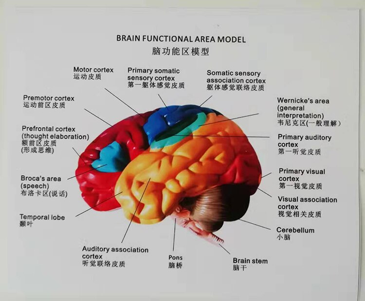 PVC kolorowy 1:1 ludzki mózg Model anatomiczny Model anatomiczny ludzkiego mózgu anatomia mózgu macierzystych półkuli mózgowej Model anatomiczny