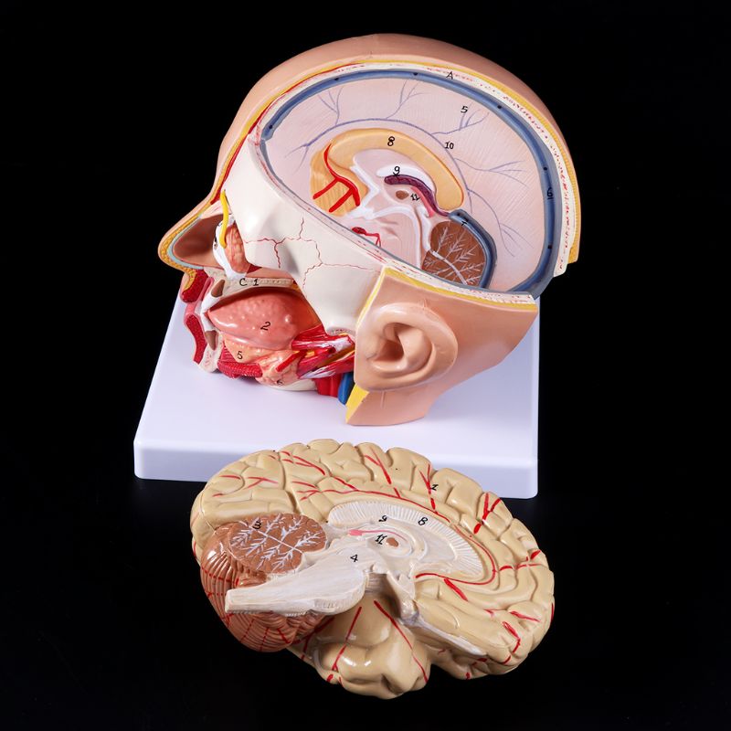 Menselijk Anatomie Hoofd Schedel Hersenen Cerebrale Slagader Anatomisch Model Voor Onderwijs