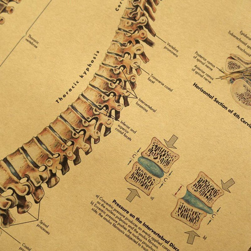 Retro Human Body Structure Diagram Back Spine Nerve Structure Diagram Poster Home Decor Kraft Paper Wall Sticker 42x30cm
