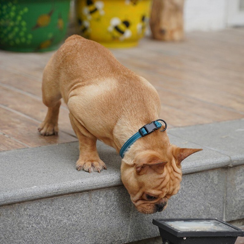 Pet Supplies Comfortable Diving Cloth Lining Dog Collar Collar Small Dog Anti-strangle.Collar Large Dog Medium Golden Retriever