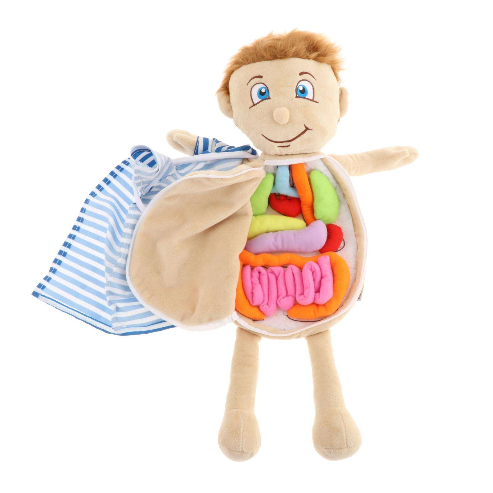 Modelo de anatomía del cuerpo humano, juguete de aprendizaje de ciencia, juguetes educativos para
