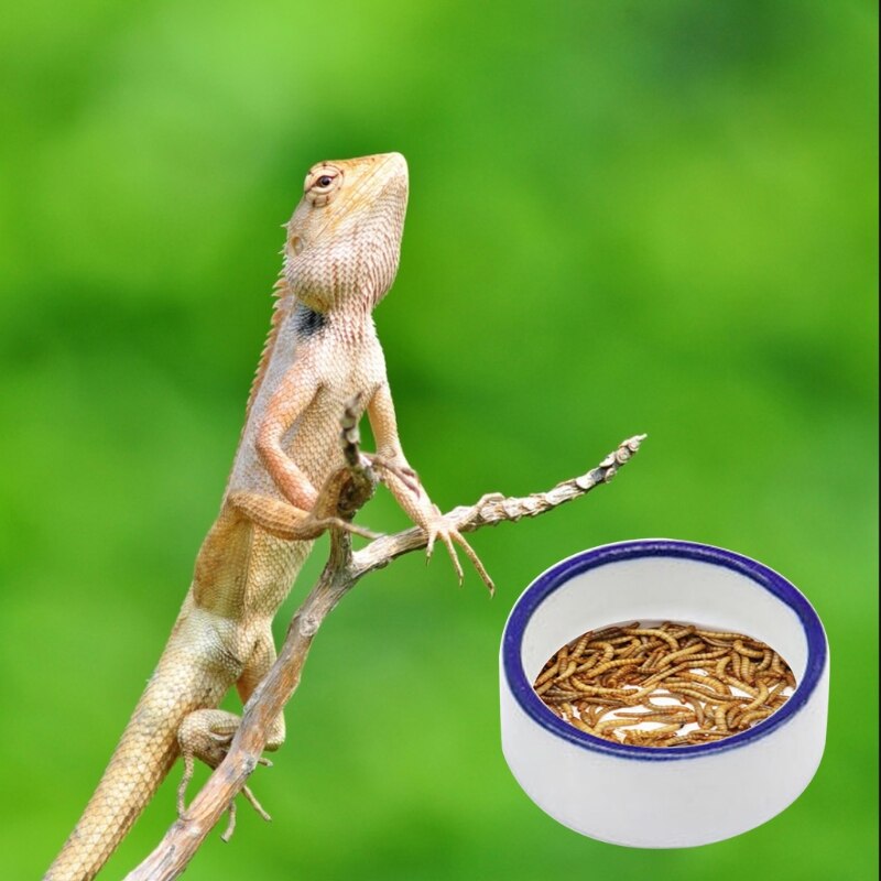 Picture of Reptile Bowls Terrarium Feeding Worm Dish Reptile ... - Grandado
