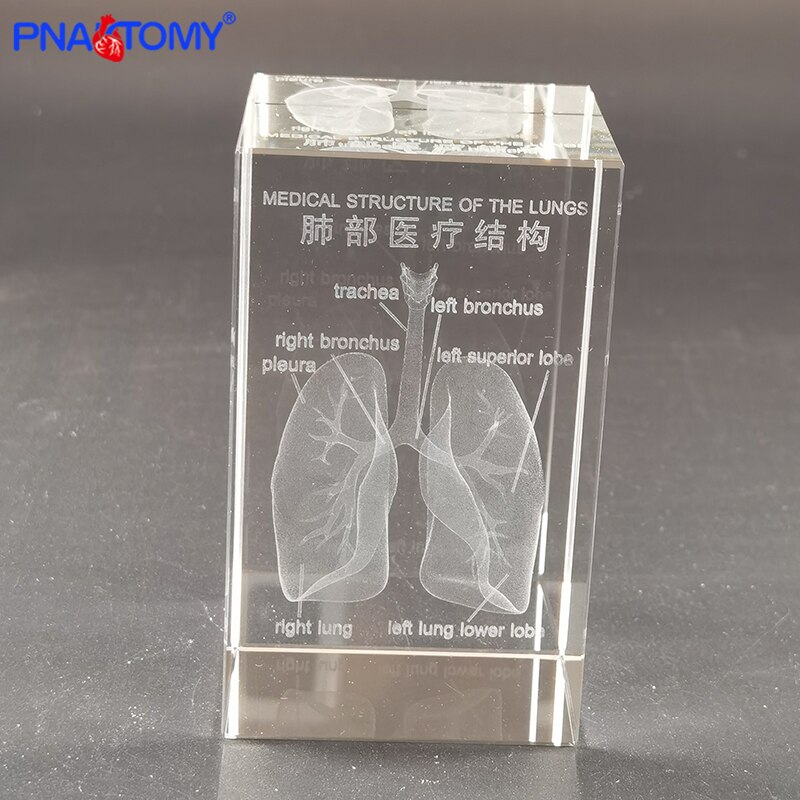 Squelette en cristal, humain, , dents, cœur, poumons, avec Instruction, modèle Transparent, démonstration médicale, anatomie: Lungs6X6X10CM