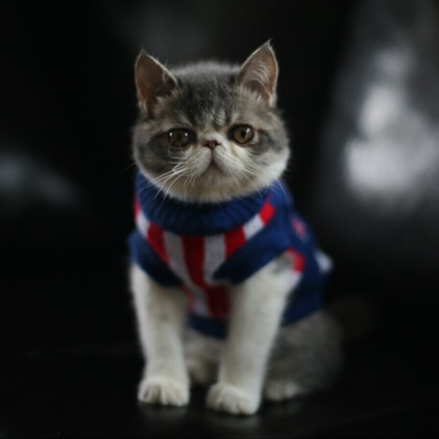 Auntumn-pull pour petit chat | Pull pour animal de compagnie, chien bleu, chat, manteau chasuble pour petits chiens, chiot, chien