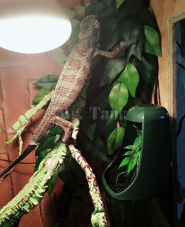 Pan. czołg gad fontanna robić picia jaszczurka karmienie kameleon filtr dozownik gady Terrarium akcesoria robić karmienia wodą