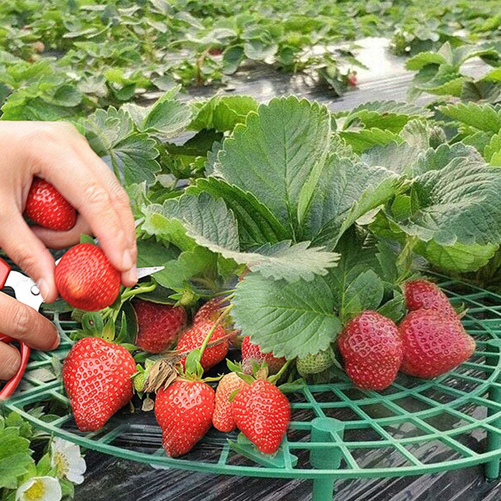 1PC Strawberry Plant Support Strawberry Growing Frame Holder Green Round Climbing strawberry plants Tool for Strawberry Planting