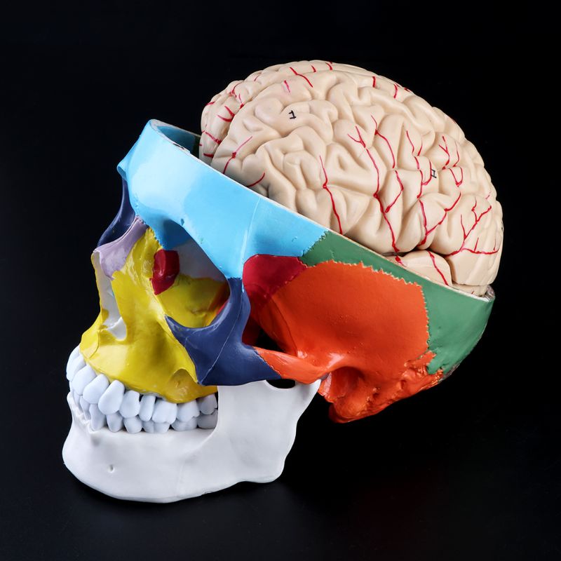 Maßstechen 1:1 Bunte Menschliches Erwachsene Kopf Modell mit Gehirn Stamm Anatomie Lehre Werkzeug Versorgung H55F