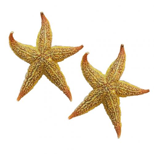 Estrella de mar seca, estrella de mar, artesanía de playa, de boda, decoración del hogar, , estrella de mar estrela do mar, pez estrella de mar, 2 uds.: Default Title